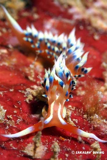 plongée macro nudibranche nosy be